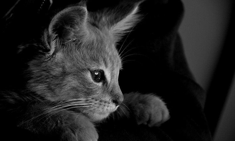 Обои кот, кошка, чёрно-белое, серый, монохромный, cat, black and white, grey, monochrome разрешение 6000x4000 Загрузить