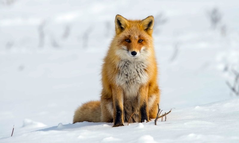 Обои снег, зима, лиса, лисица, snow, winter, fox разрешение 2560x1709 Загрузить