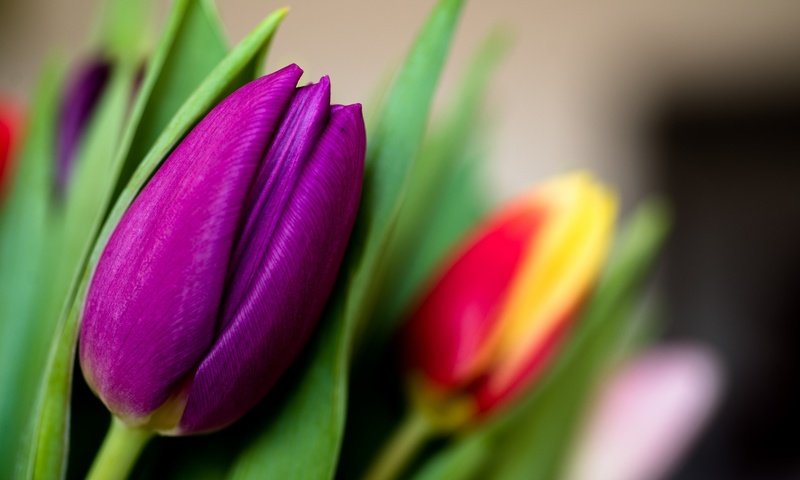 Обои цветы, макро, бутон, тюльпан, лиловый, flowers, macro, bud, tulip, purple разрешение 2048x1213 Загрузить