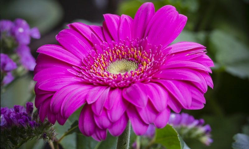 Обои макро, цветок, лепестки, гербера, macro, flower, petals, gerbera разрешение 2021x1305 Загрузить