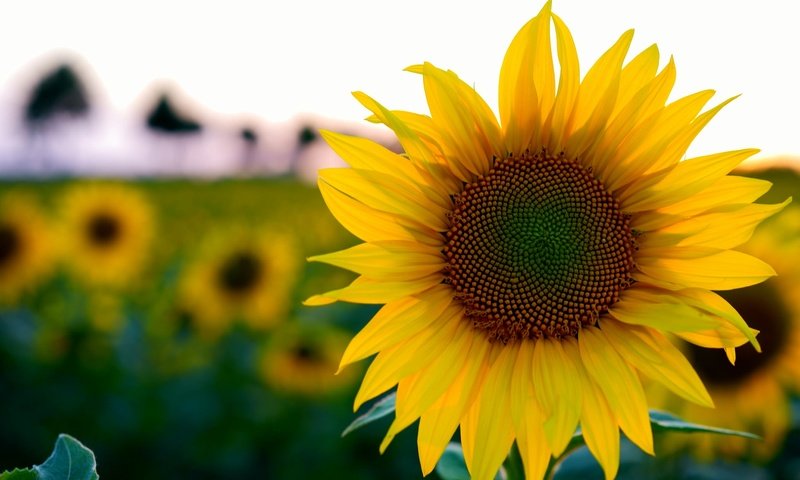 Обои цветы, поле, лето, подсолнух, боке, flowers, field, summer, sunflower, bokeh разрешение 2048x1365 Загрузить