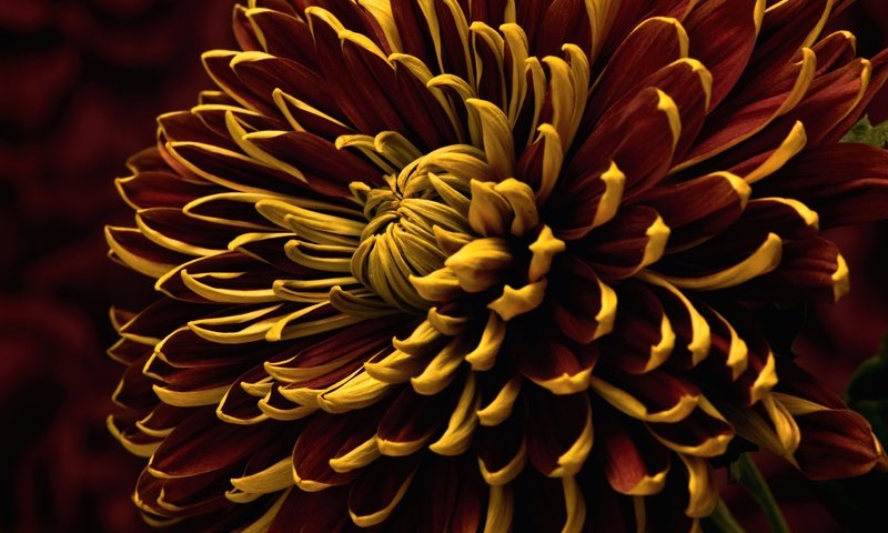 Обои макро, цветок, лепестки, хризантема, macro, flower, petals, chrysanthemum разрешение 3000x2006 Загрузить