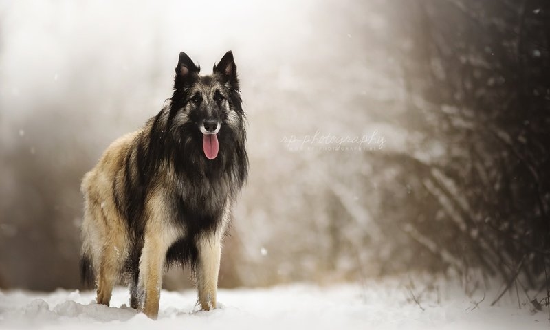 Обои снег, природа, взгляд, собака, друг, овчарка, dackelpuppy, eyko, snow, nature, look, dog, each, shepherd разрешение 2048x1408 Загрузить