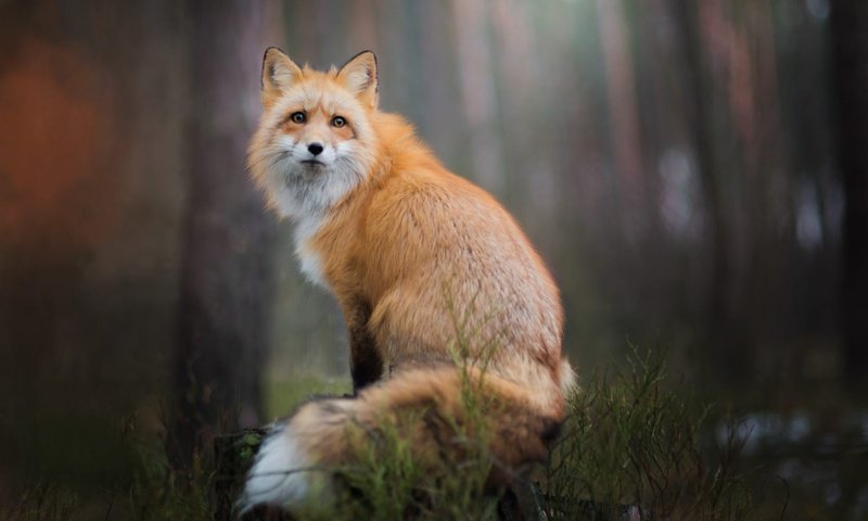 Обои природа, лес, фон, взгляд, лиса, лисица, nature, forest, background, look, fox разрешение 2000x1334 Загрузить