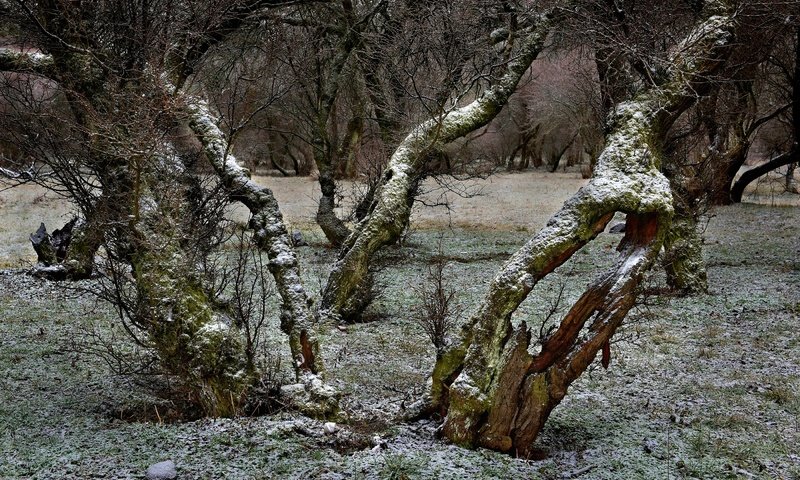 Обои деревья, снег, ветки, trees, snow, branches разрешение 2800x1719 Загрузить