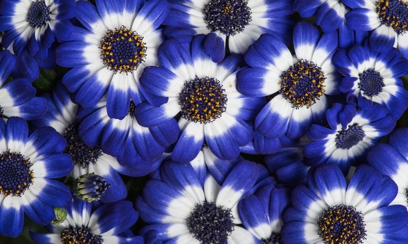 Обои цветы, лепестки, цвет, цинерария, flowers, petals, color, cineraria разрешение 6016x4016 Загрузить