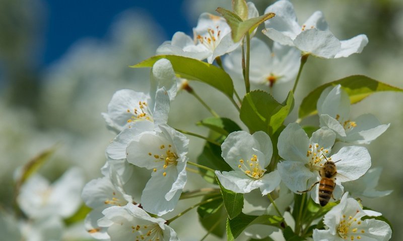 Обои дерево, цветение, насекомое, весна, пчела, tree, flowering, insect, spring, bee разрешение 2048x1376 Загрузить