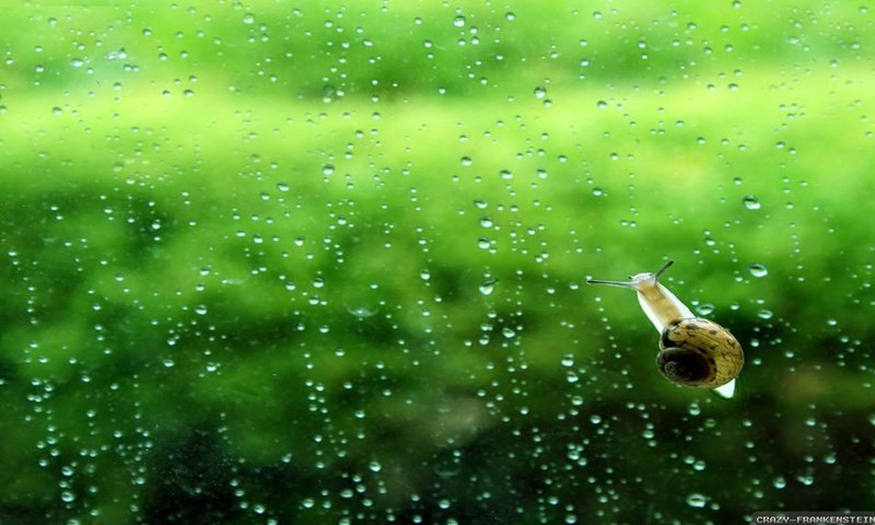 Обои фон, капли, дождь, стекло, улитка, background, drops, rain, glass, snail разрешение 2560x1440 Загрузить