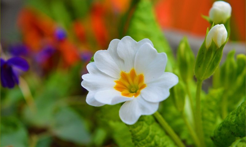 Обои цветок, весна, примула, flower, spring, primula разрешение 3004x1908 Загрузить