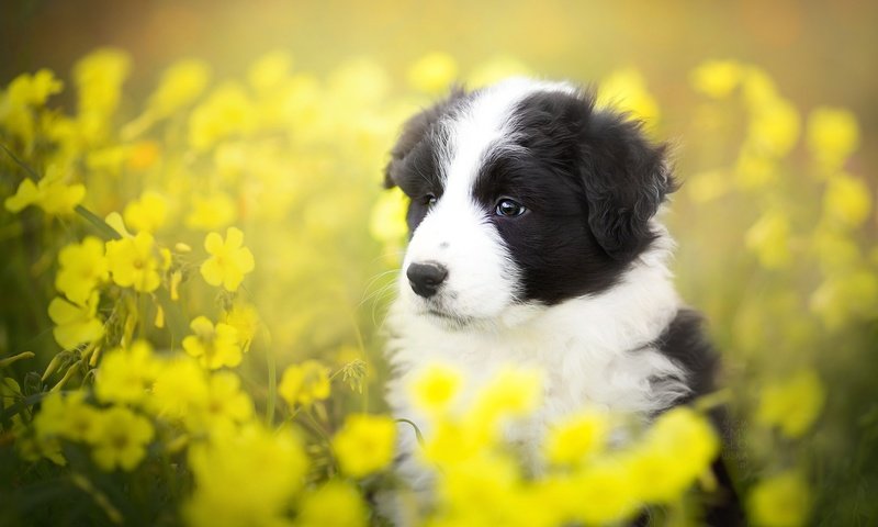 Обои цветы, лето, собака, щенок, бордер-колли, alicja zmysłowska, flowers, summer, dog, puppy, the border collie разрешение 2048x1365 Загрузить