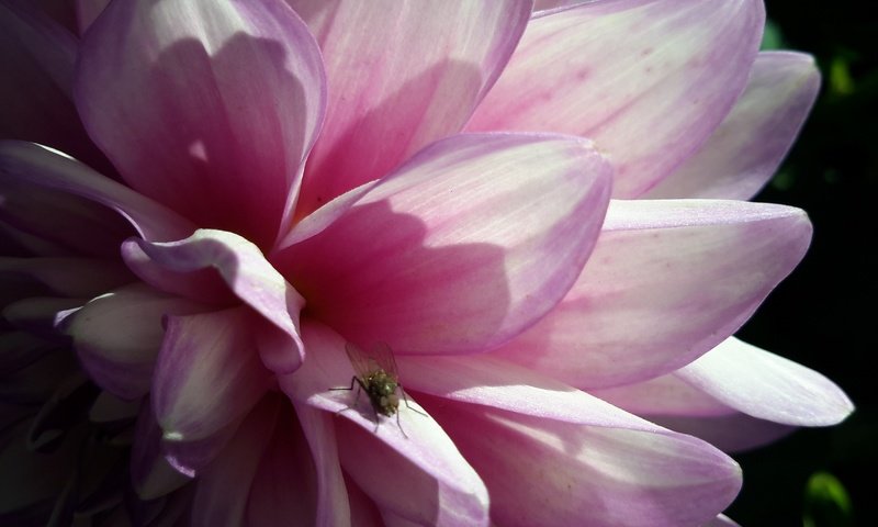 Обои макро, цветок, лето, розовый, муха, георгин, macro, flower, summer, pink, fly, dahlia разрешение 3264x2448 Загрузить