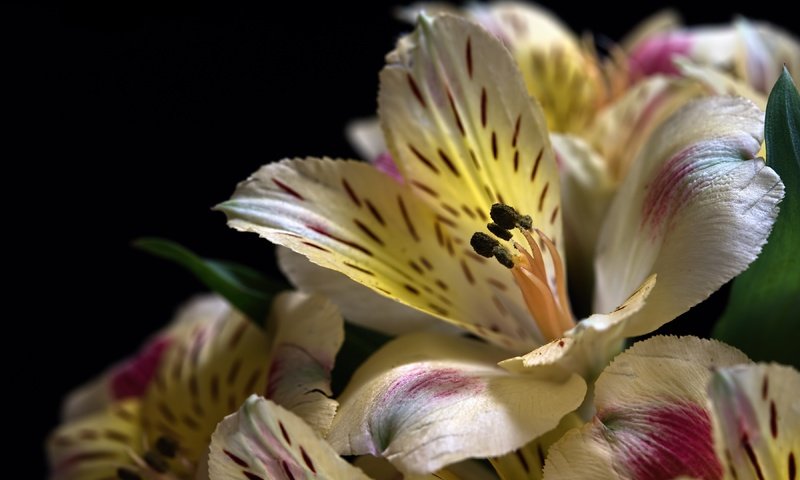 Обои цветы, макро, лепестки, черный фон, альстромерия, flowers, macro, petals, black background, alstroemeria разрешение 3600x2363 Загрузить