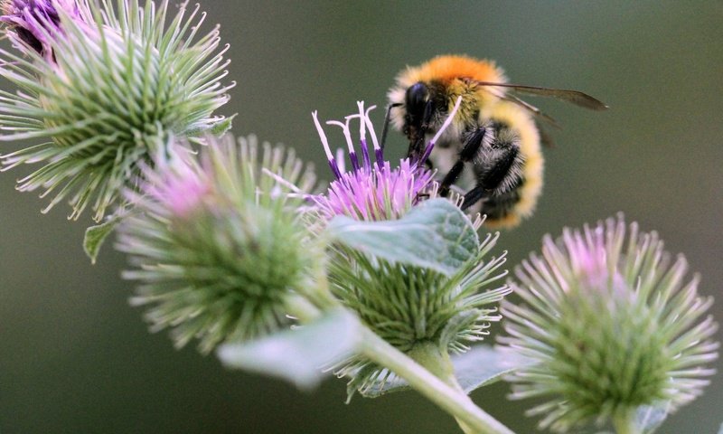 Обои насекомое, колючки, растение, пчела, боке, чертополох, insect, barb, plant, bee, bokeh, thistle разрешение 2048x1433 Загрузить