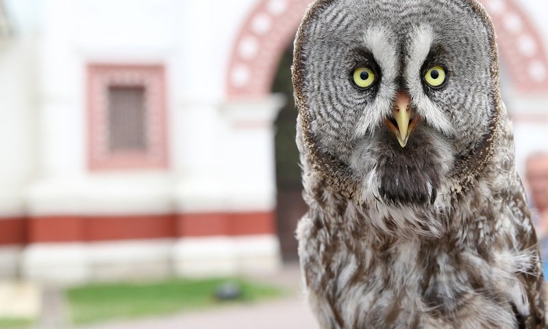 Обои сова, птица, клюв, перья, филин, неясыть, владимир милосердов, owl, bird, beak, feathers, vladimir miloserdov разрешение 3000x2551 Загрузить