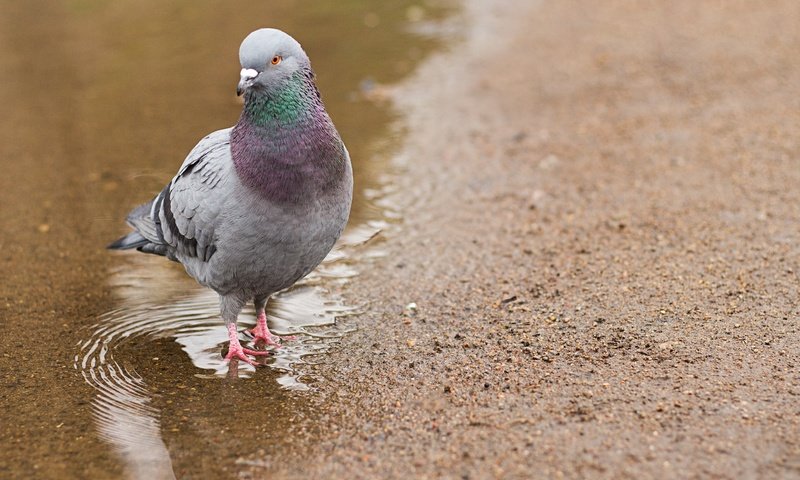 Обои вода, природа, птица, голубь, лужа, water, nature, bird, dove, puddle разрешение 5184x3456 Загрузить