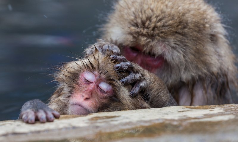 Обои забота, обезьяна, обезьяны, японские макаки, care, monkey, japanese macaque разрешение 2048x1365 Загрузить