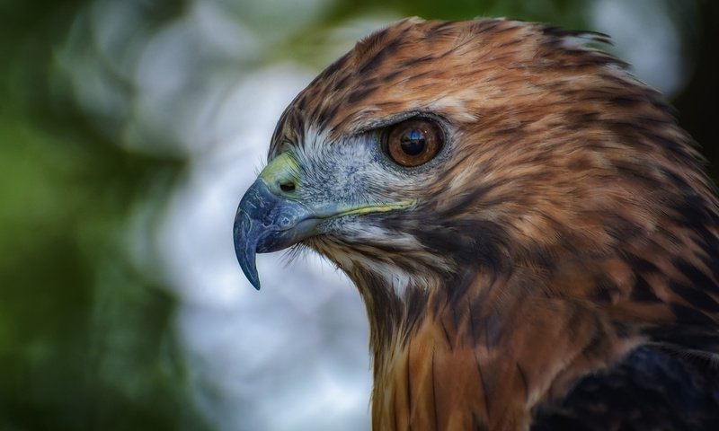 Обои глаза, орел, птица, клюв, перья, eyes, eagle, bird, beak, feathers разрешение 2048x1152 Загрузить