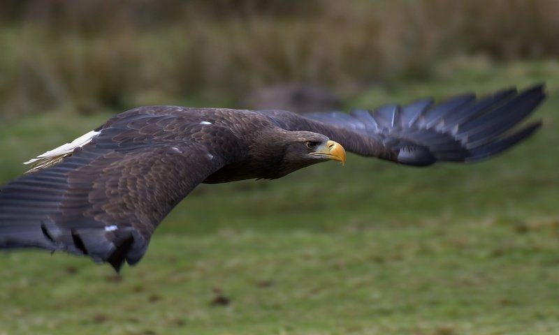 Обои полет, крылья, орел, птица, клюв, перья, орлан-белохвост, flight, wings, eagle, bird, beak, feathers, white-tailed eagle разрешение 5065x2411 Загрузить