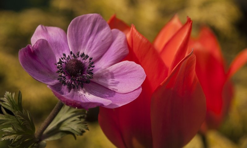 Обои цветы, макро, лепестки, тюльпан, анемона, flowers, macro, petals, tulip, anemone разрешение 2144x1424 Загрузить