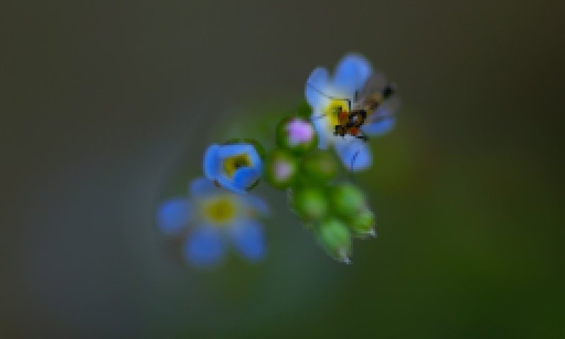 Обои природа, насекомое, фон, цветок, лепестки, незабудка, nature, insect, background, flower, petals, forget-me-not разрешение 2048x1361 Загрузить