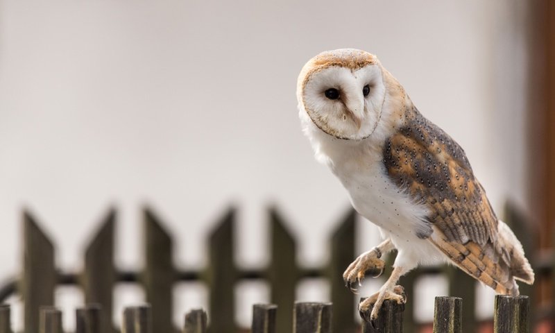 Обои сова, забор, птица, клюв, перья, сипуха, owl, the fence, bird, beak, feathers, the barn owl разрешение 3840x2564 Загрузить