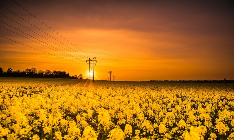 Обои цветы, солнце, природа, закат, поле, лэп, рапс, flowers, the sun, nature, sunset, field, power lines, rape разрешение 2626x1440 Загрузить