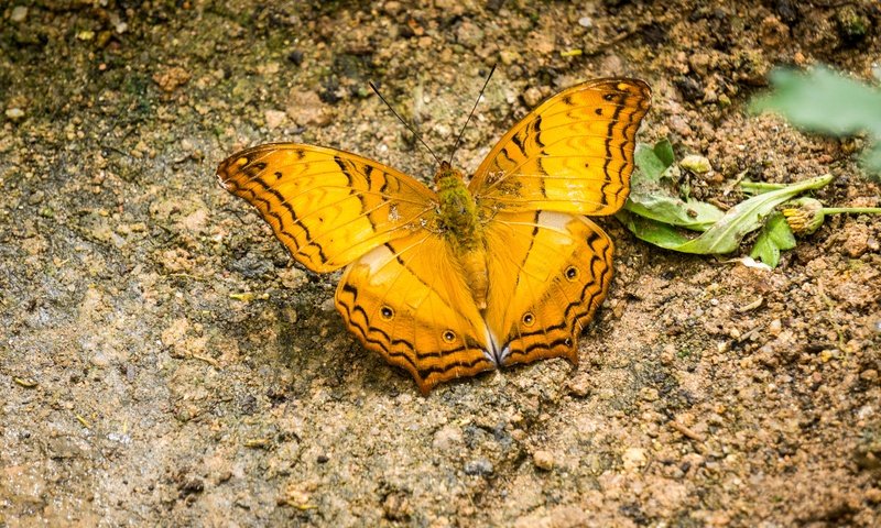 Обои природа, насекомое, бабочка, крылья, жёлтая, малайзия, нагорье, nature, insect, butterfly, wings, yellow, malaysia, highlands разрешение 6000x4000 Загрузить