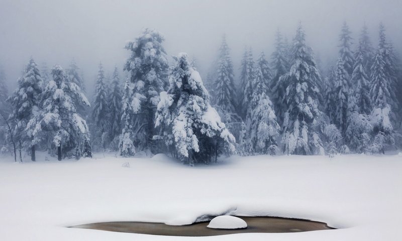 Обои снег, природа, лес, зима, туман, ели, snow, nature, forest, winter, fog, ate разрешение 2048x1491 Загрузить
