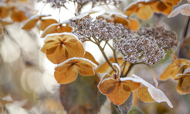 Обои цветы, природа, зима, макро, цветок, мороз, гортензия, flowers, nature, winter, macro, flower, frost, hydrangea разрешение 2048x1366 Загрузить