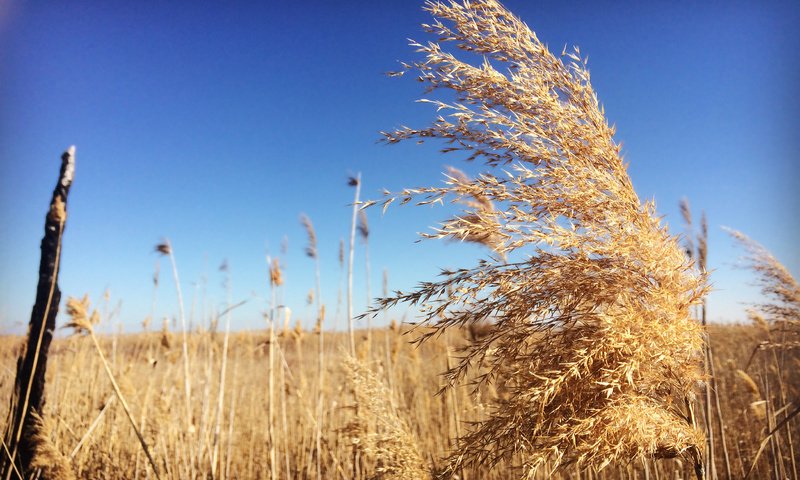 Обои небо, трава, пейзаж, поле, колоски, the sky, grass, landscape, field, spikelets разрешение 2550x1600 Загрузить