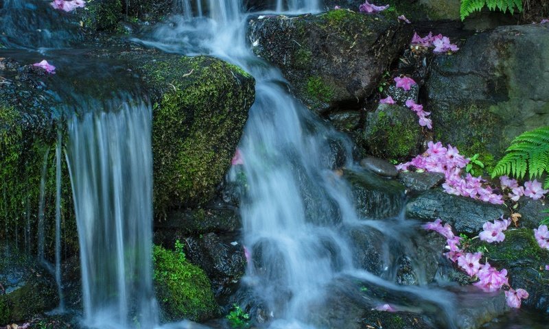 Обои цветы, вода, камни, поток, мох, flowers, water, stones, stream, moss разрешение 2048x1365 Загрузить