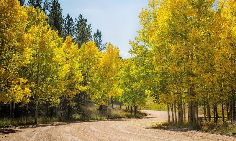 Обои дорога, деревья, лес, осень, сша, колорадо, осина, аспен, road, trees, forest, autumn, usa, colorado, aspen разрешение 3432x1600 Загрузить