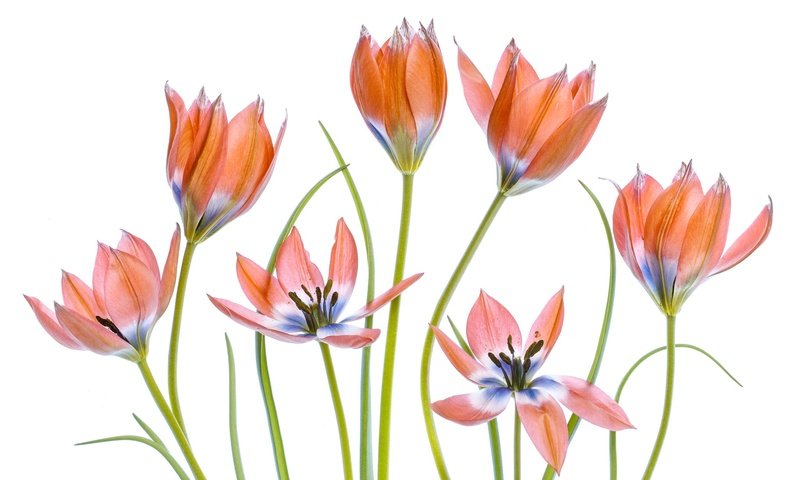 Обои цветы, лепестки, тюльпаны, белый фон, flowers, petals, tulips, white background разрешение 2048x1365 Загрузить