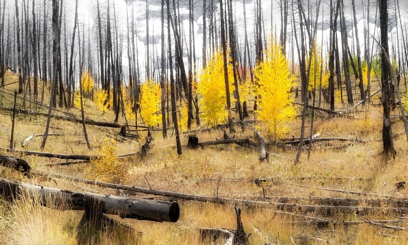 Обои лес, склон, осень, сша, колорадо, аспен, forest, slope, autumn, usa, colorado, aspen разрешение 3144x1600 Загрузить