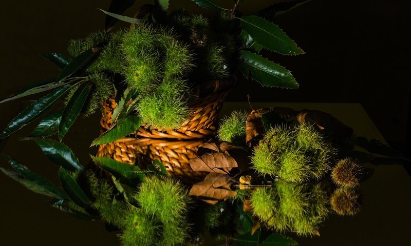 Обои зелень, листья, отражение, черный фон, натюрморт, каштан, greens, leaves, reflection, black background, still life, chestnut разрешение 2048x1401 Загрузить