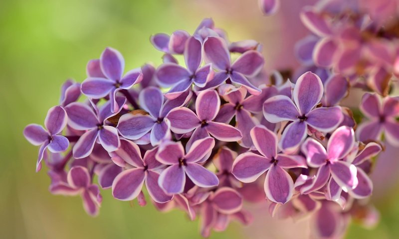 Обои природа, цветение, макро, фон, весна, сирень, гроздь, соцветие, nature, flowering, macro, background, spring, lilac, bunch, inflorescence разрешение 2048x1365 Загрузить