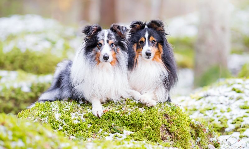 Обои природа, парочка, собаки, шелти, шетландская овчарка, nature, a couple, dogs, sheltie, shetland sheepdog разрешение 3600x2400 Загрузить