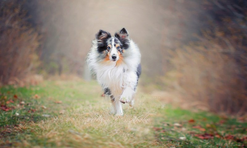 Обои природа, фон, собака, друг, бег, колли, nature, background, dog, each, running, collie разрешение 2560x1707 Загрузить