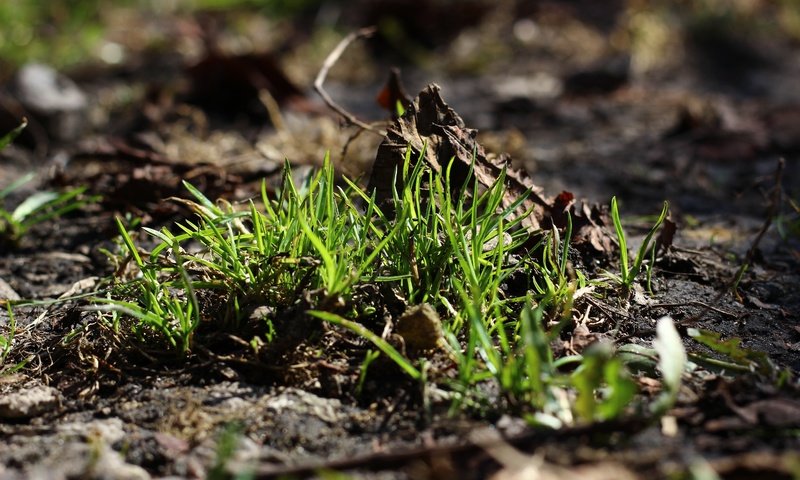 Обои трава, земля, природа, зелень, макро, фон, grass, earth, nature, greens, macro, background разрешение 5184x3456 Загрузить