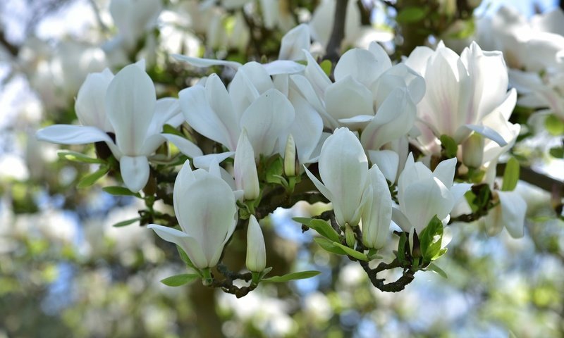 Обои цветение, весна, белая, магнолия, flowering, spring, white, magnolia разрешение 2048x1367 Загрузить