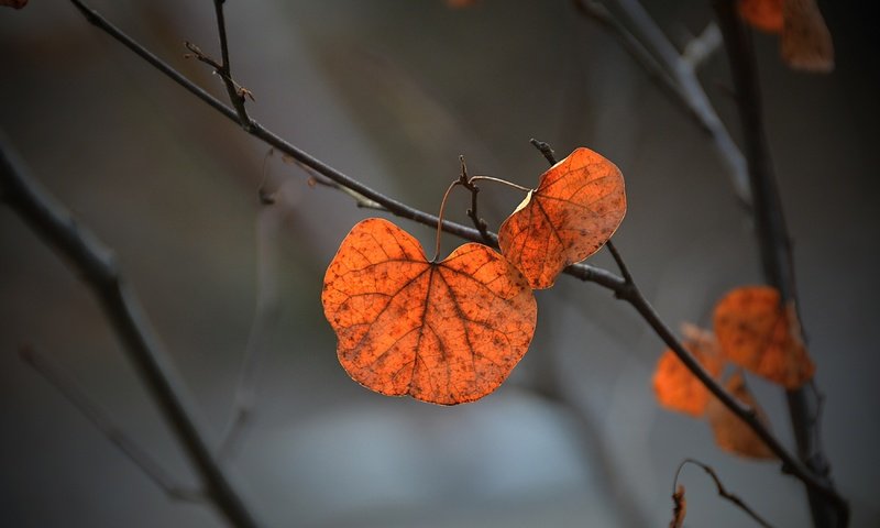 Обои ветка, природа, листья, фон, осень, branch, nature, leaves, background, autumn разрешение 3500x2333 Загрузить