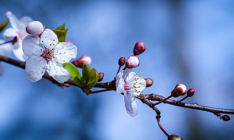 Обои небо, ветка, природа, цветение, весна, цветки, the sky, branch, nature, flowering, spring, flowers разрешение 2048x1280 Загрузить