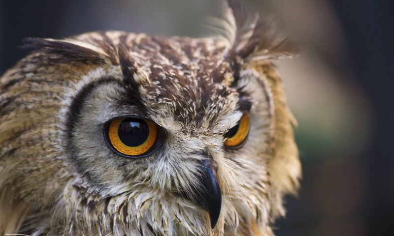 Обои глаза, сова, взгляд, птица, клюв, ушастая сова, davide lopresti, eyes, owl, look, bird, beak, long-eared owl разрешение 2000x1333 Загрузить