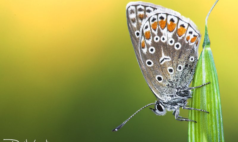 Обои природа, растения, насекомое, фон, бабочка, davide lopresti, nature, plants, insect, background, butterfly разрешение 4717x3145 Загрузить