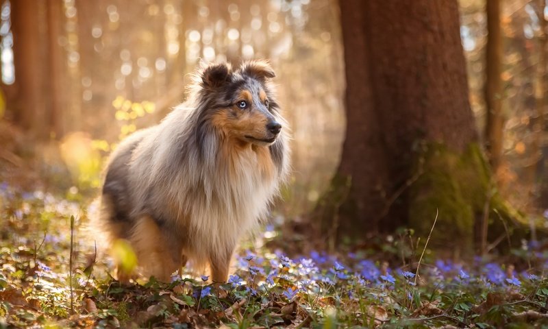 Обои цветы, природа, лес, собака, весна, шелти, sabine fallend, flowers, nature, forest, dog, spring, sheltie разрешение 1920x1150 Загрузить