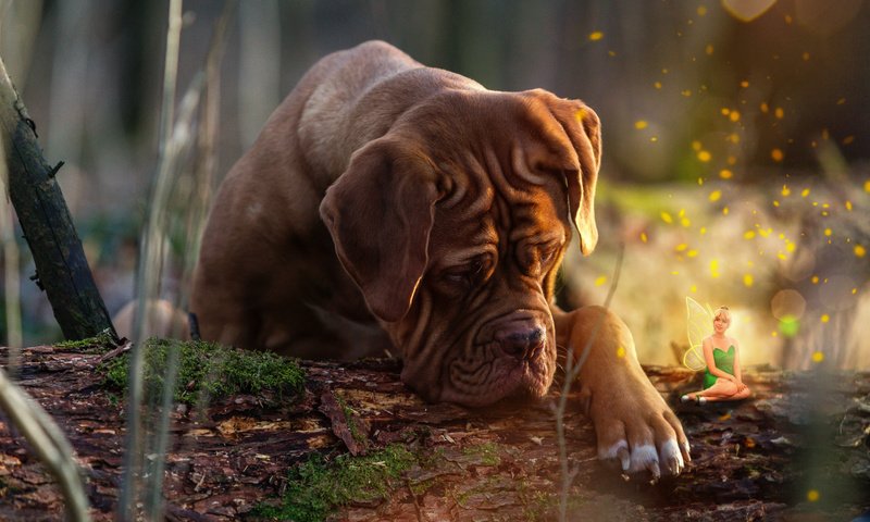 Обои природа, собака, фея, животное, пес, бревно, коллаж, бордоский дог, дог, nature, dog, fairy, animal, log, collage, dogue de bordeaux разрешение 2048x1366 Загрузить