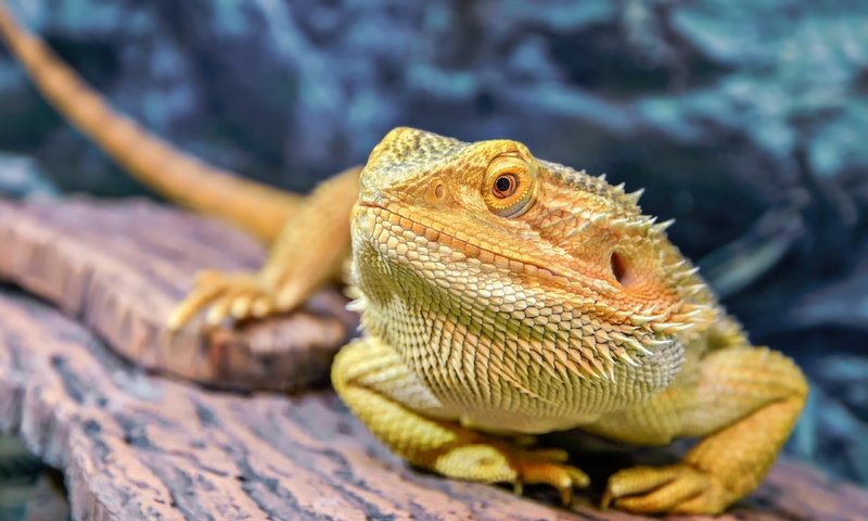 Обои макро, ящерица, бородатая агама, агама, олег богданов, macro, lizard, bearded agama, agama, oleg bogdanov разрешение 2560x1722 Загрузить