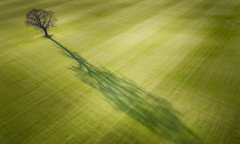 Обои свет, дерево, поле, тень, light, tree, field, shadow разрешение 2048x1274 Загрузить