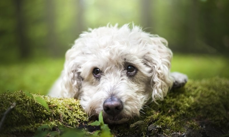 Обои взгляд, собака, мох, мордашка, пудель, look, dog, moss, face, poodle разрешение 4256x2832 Загрузить