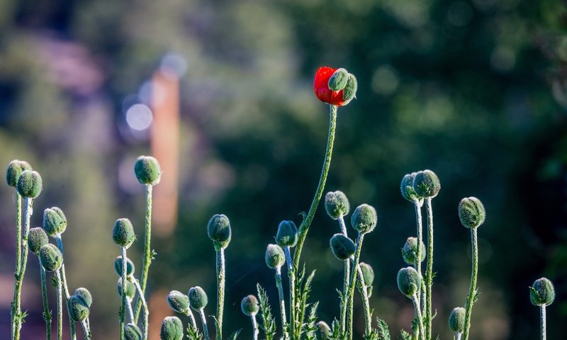 Обои бутоны, мак, стебли, головки, боке, buds, mac, stems, head, bokeh разрешение 4494x2996 Загрузить